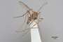3130367 Aedes ishigakiensis PT p IN