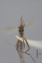 3130370 Aedes hollandius PT h IN