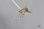 3130370 Aedes hollandius PT p IN
