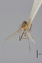 3130371 Aedes lunulatus PT d IN