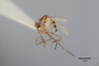 3130371 Aedes lunulatus PT p IN