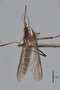 3130372 Aedes subalbitarsis PT d IN