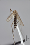 3130373 Aedes argrihanensis PT d IN