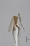 3130373 Aedes argrihanensis PT h IN