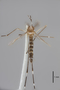 3130374 Aedes dybasi PT d IN