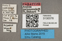3130376 Aedes palauensis PT labels IN