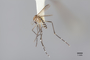 3130376 Aedes palauensis PT p IN
