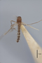 3130377 Aedes bifoliatus PT d IN