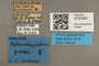 3130383 Pelecorhynchus penai PT labels IN