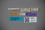 3047916 Stenus obscurellus ST labels IN