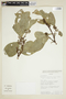 Gymnosporia magnifolia (Loes.) Lundell, ECUADOR, F