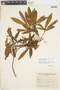 Drimys angustifolia Miers, BRAZIL, F
