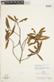 Drimys angustifolia Miers, BRAZIL, F