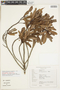 Drimys brasiliensis subsp. subalpina Ehrend. et al., BRAZIL, F