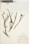 Bulnesia retama (Gillies ex Hook. & Arn.) Griseb., ARGENTINA, F