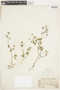 Fagonia chilensis Hook. & Arn., PERU, F