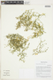 Fagonia chilensis Hook. & Arn., PERU, F