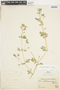 Kallstroemia pubescens (G. Don) Dandy, Peru, O. L. Haught F-161, F