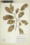 Apeiba membranacea Spruce ex Benth., ECUADOR, F