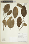 Apeiba membranacea Spruce ex Benth., PERU, F