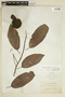 Apeiba membranacea Spruce ex Benth., BOLIVIA, F