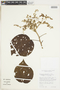 Heliocarpus americanus subsp. popayanensis (Kunth) Meijer, BOLIVIA, F