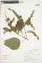 Heliocarpus americanus L., ECUADOR, F