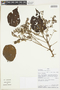 Heliocarpus americanus L., PERU, F