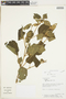 Tiliaceae, PARAGUAY, F