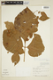Cissus trigona Willd., PERU, F
