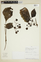 Cissus trigona Willd., PERU, F