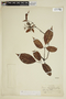 Cissus ulmifolia (Baker) Planch., PERU, F