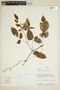 Cissus ulmifolia (Baker) Planch., PERU, F