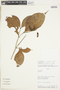 Rinorea falcata (Mart. ex Eichler) Kuntze, PERU, F