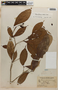 Rinorea flavescens (Aubl.) Kuntze, BRITISH GUIANA [Guyana], F