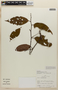 Rinorea guianensis Aubl., PERU, F