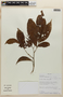 Rinorea lindeniana (Tul.) Kuntze, BOLIVIA, F