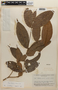 Rinorea lindeniana (Tul.) Kuntze, BRAZIL, F