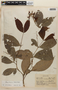 Rinorea lindeniana (Tul.) Kuntze, PERU, F