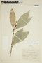 Paypayrola longifolia Tul., BRITISH GUIANA [Guyana], F