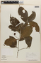 Rinorea lindeniana (Tul.) Kuntze, PERU, F