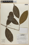 Rinorea macrocarpa (Mart. ex Eichler) Kuntze, BRAZIL, F