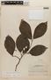 Rinorea macrocarpa (Mart. ex Eichler) Kuntze, SURINAME, F