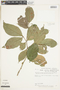 Rinorea pubiflora (Benth.) Sprague & Sandwith, PERU, F