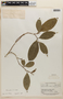 Rinorea pubiflora (Benth.) Sprague & Sandwith, BRITISH GUIANA [Guyana], F