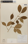 Rinorea pubiflora (Benth.) Sprague & Sandwith, BRAZIL, F