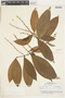 Rinorea racemosa (Mart.) Kuntze, BRAZIL, F