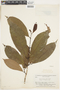 Rinorea racemosa (Mart.) Kuntze, BRAZIL, F