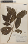 Rinoreocarpus ulei (Melch.) Ducke, BRAZIL, F