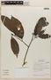 Rinoreocarpus ulei (Melch.) Ducke, BOLIVIA, F